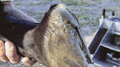 Hoof, Forelimb and the Orthopaedic Balance of the Horse