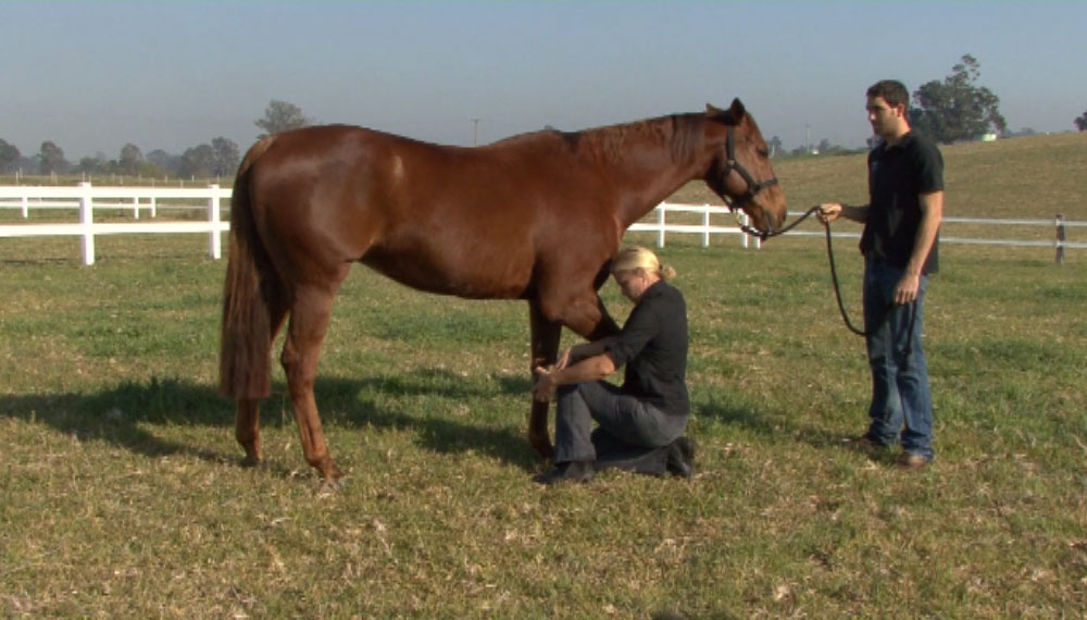 Daily Dozen Exercises for Your Horse