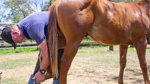 Introduction to Equine Orthopaedic Balance®